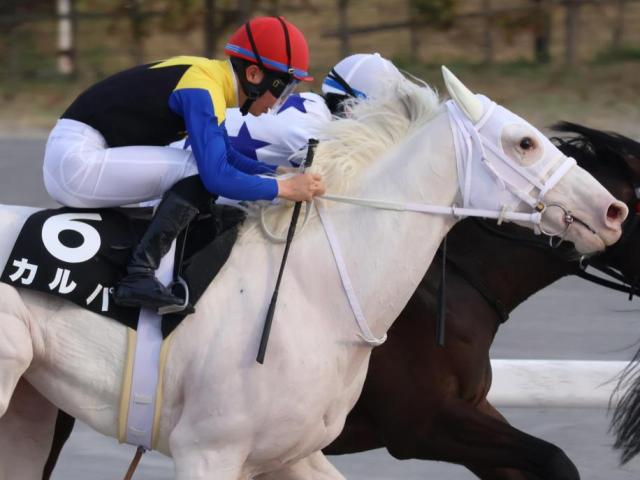 【吹田特別】半姉はソダシ＆ママコチャ 白毛のカルパが3勝目なるか