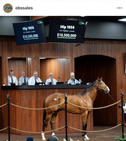 衝撃の16億円超で落札!日米で大人気のフライトライン産駒がセール史上最高額をマーク　父は6戦無敗で現役を引退