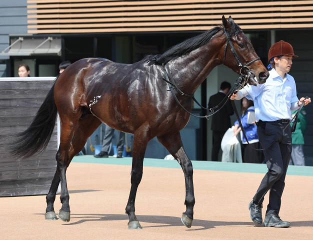 【福島9R・ひめさゆり賞】舟山瑠泉騎手が強気なリード!キンググローリーを3馬身差Vに導き「うまく競馬ができた」