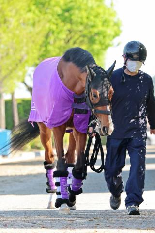 【皐月賞】報知杯弥生賞3着アドマイヤクワッズが大一番の地に到着　陣営「状態は右肩上がりです」
