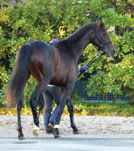 【皐月賞】報知杯弥生賞から連勝を狙うバステール　輸送を終えて中山競馬場へ到着　陣営「一戦、一戦の成長がすごい」