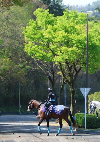 【皐月賞】カヴァレリッツォは初めての輸送も問題なし　陣営「毛づや、張りともにいい。距離も大丈夫でしょう」
