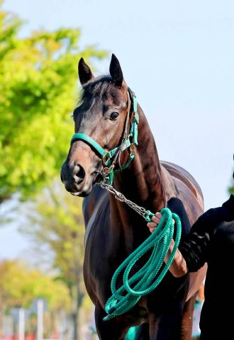 【皐月賞】混戦必至!オッズも割れ模様　前日の単勝1番人気はロブチェンの4・2倍　3連単は1番人気でも82・9倍