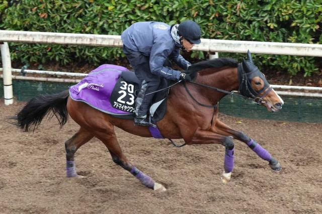 【皐月賞】(17)アドマイヤクワッズ　陣営「状態は右肩上がり」　坂井に“バトン”託す