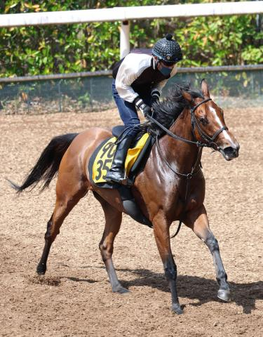 【福島牝馬S】1番人気パラディレーヌは8着　またもタイトル獲得ならず丹内祐次騎手は「いつもの感じがなかった」とガックリ