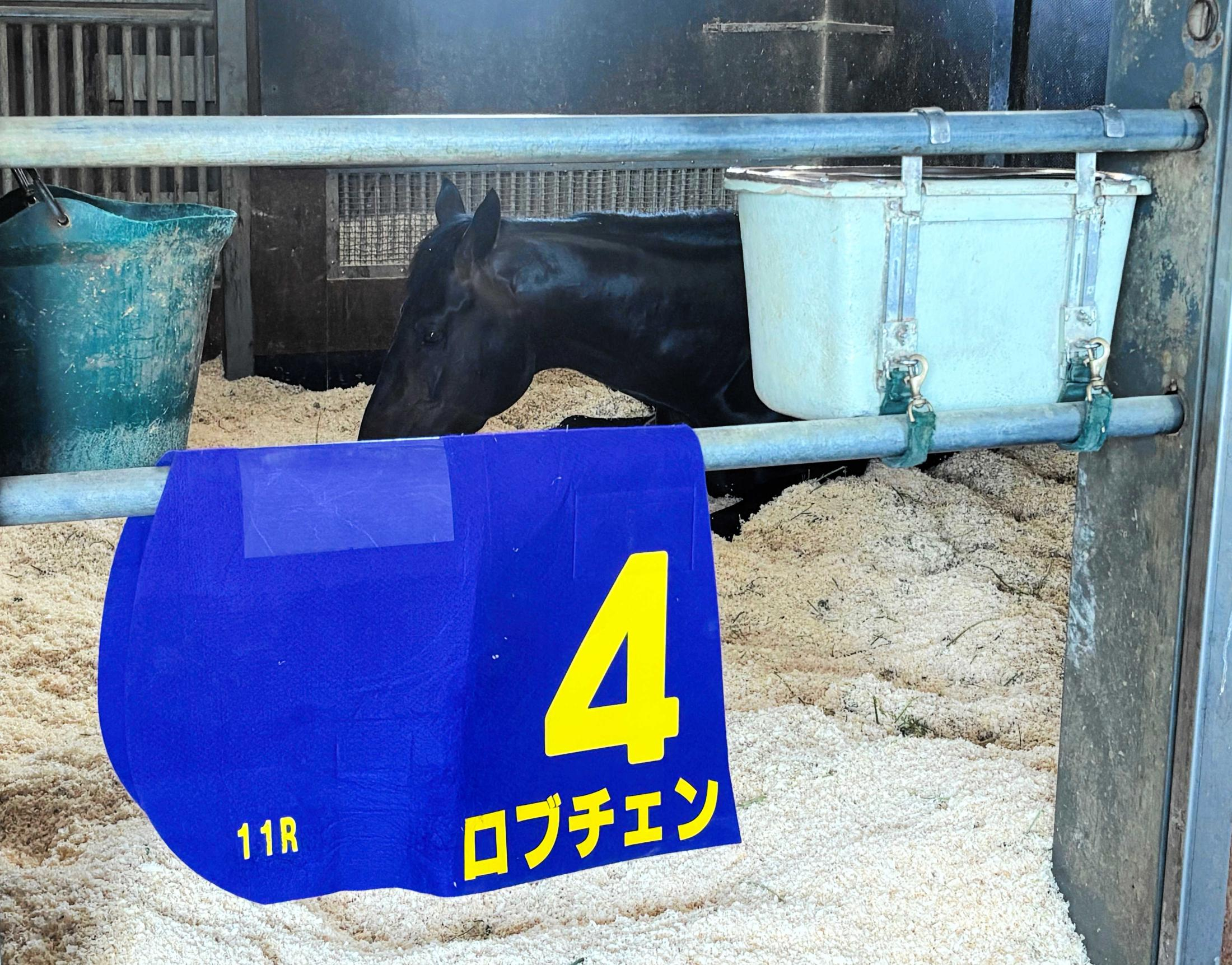 ロブチェン　皐月賞レコードＶから一夜明け元気な姿　房野助手「これから無双します」