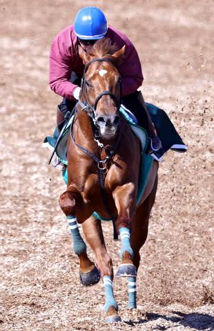 【青葉賞】厩舎開業25年目で初のダービー出走へ「左回りの方がいい」と本間調教師も期待　ラストスマイルが虎視たんたん