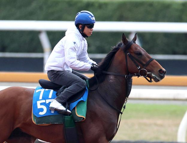 【読売マイラーズC】本格化したベラジオボンドが3連勝狙う　陣営「強い相手と戦う方が能力を出せると思います」