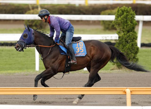 【読売マイラーズC】田中博調教師「スピード負けはしない」　シックスペンスが転厩初戦で重賞4勝目へ