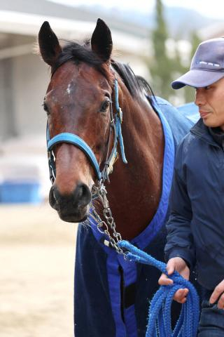 【読売マイラーズC】オフトレイルは8戦馬券圏内7度の京都コースに自信あり　吉村調教師「開幕週も気になりません」