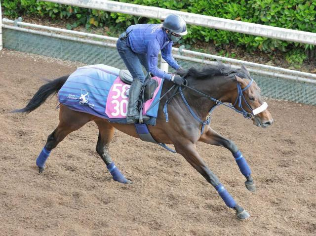 【フローラS】エンネ 馬体絞れ好感触　吉岡師「東京は合うと思うし、距離も問題ない」