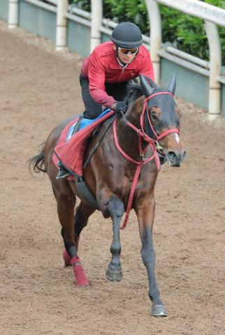 【マイラーズC】ドラゴンブースト　重賞初Vへ好バランス　藤野師「調子は落ちていない」