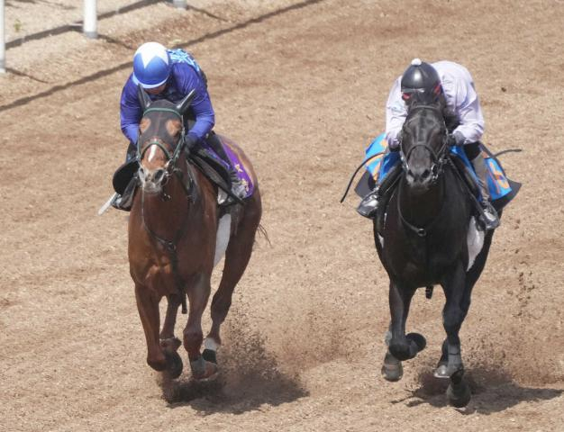 【マイラーズC】シャンパンカラー　巻き返しに期待　田中剛師「力を出し切れれば」