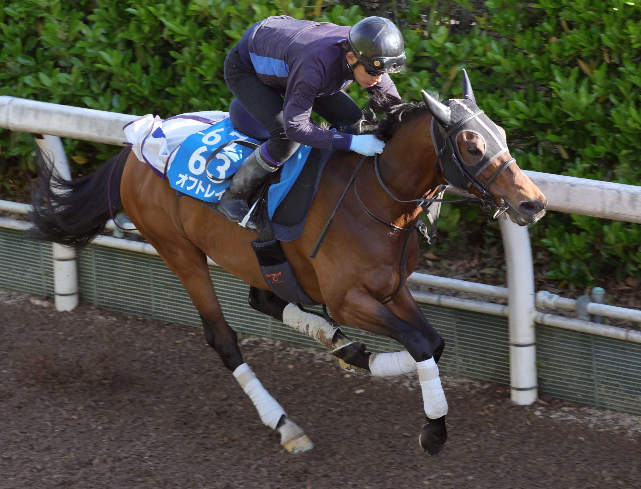 【マイラーズＣ】オフトレイル　手応え十分　得意の京都で末脚爆発だ　吉村師「下り坂を生かしたい」