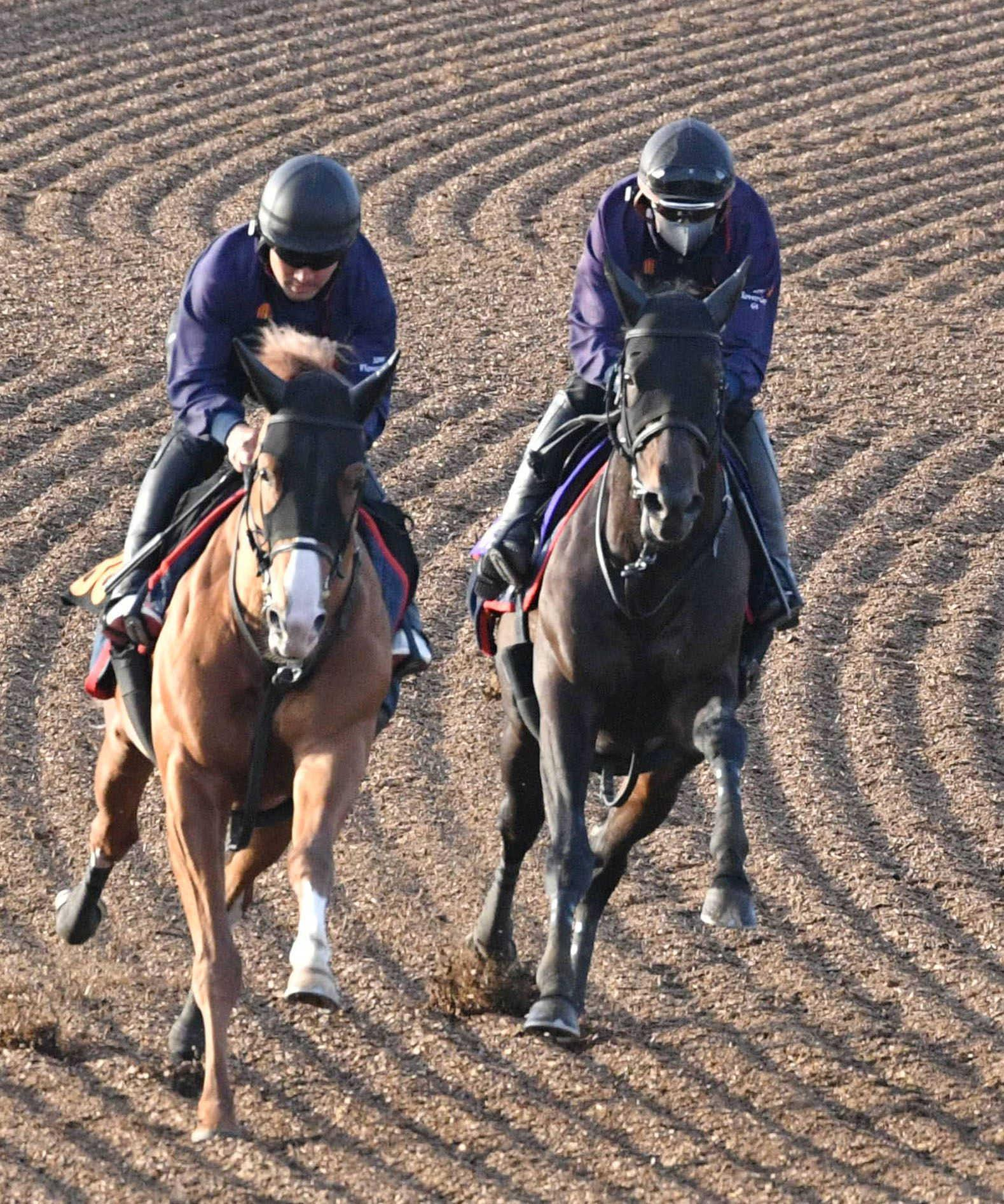 【天皇賞】ヘデントール　状態ＵＰ　春盾連覇へさらなる上積み　太田助手「追うごとに状態が上がっています」