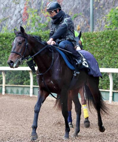 【羽田盃】京浜盃覇者ロックターミガンが1冠ゲットへ好仕上がり　石坂調教師「ここからさらに東京ダービーへ」