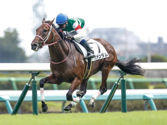 【京王杯SC見どころ】前走が不完全燃焼だったファンダムが巻き返す