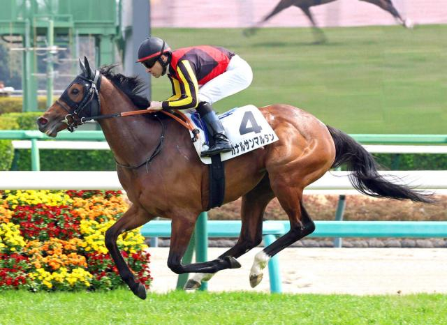【スイートピーS・坂本の特注馬】まだまだ伸びしろたっぷりのカナルサンマルタン　良血の底力は侮れない