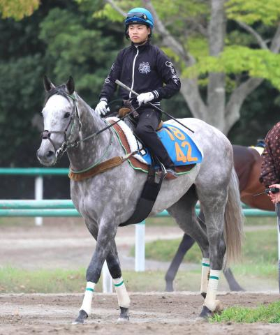 【京王杯SC】ララマセラシオンが全4勝を挙げる7ハロンで重賞初Vへ　大竹調教師「条件は今回の方がいい」