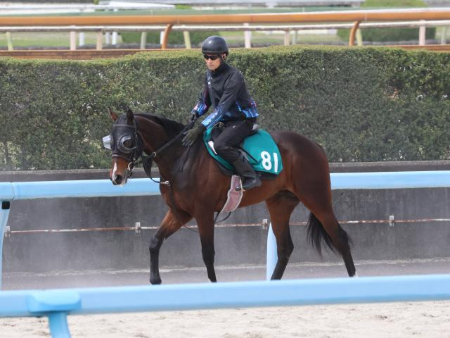 エルドボルグなど、先週のゲート試験/栗東トレセンニュース