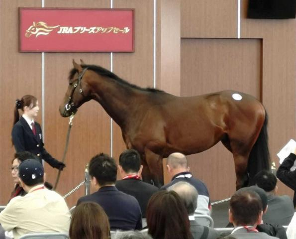 【JRAブリーズアップセール】レイデオロ産駒牡馬、史上最高9020万円