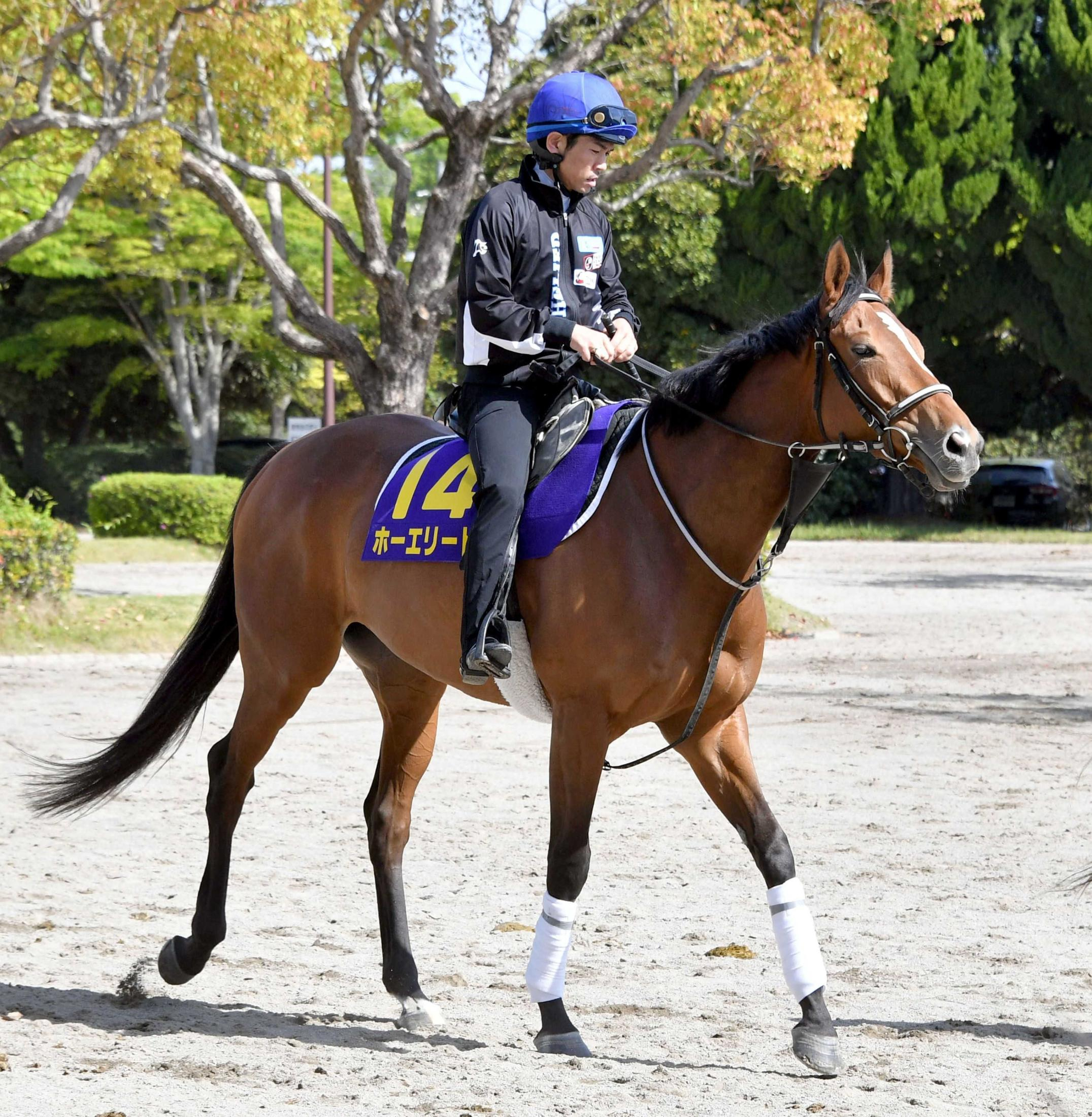 【天皇賞】ホーエリート　７３年ぶり牝馬Ｖ狙う　前走５着も確かな手応えに師が自信満々　戸崎圭も状態に太鼓判「ここまで成長してるとは」