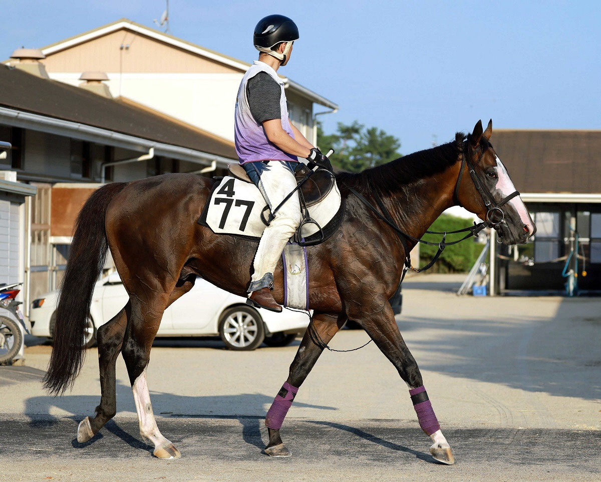 【京王杯ＳＣ】カンチェンジュンガ　重賞馬の意地見せろ　羽良助手は状態に自信「はじけそうな感じもあるし、前走よりいい」