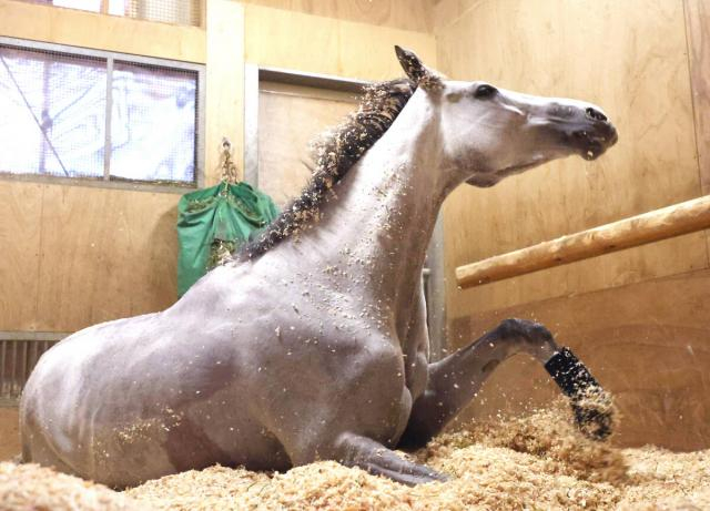 【天皇賞・春】アクアヴァーナルの四位洋文調教師、73年ぶり牝馬Vへ意欲　騎手時代の07年ダービー・ウオッカに続き歴史変える