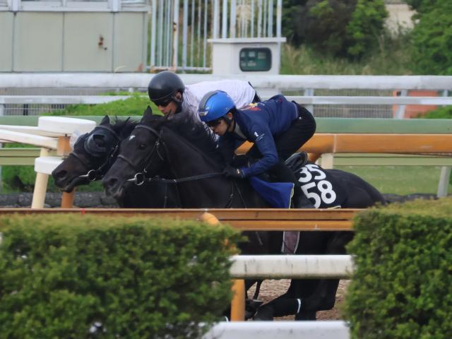 ベレシート、京都新聞杯1週前追い切り速報/栗東トレセンニュース