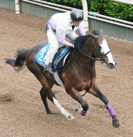 【京王杯スプリングC】意外性のあるカンチェンジュンガに一発ムード　庄野調教師「しまいだけで十分。動きも良かった」
