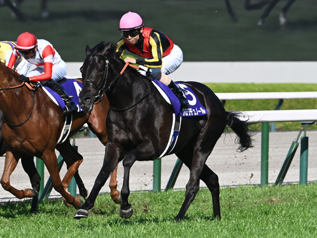 【天皇賞(春)枠順確定】クロワデュノールは4枠7番、ヘデントールは7枠12番
