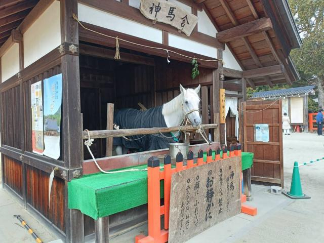 ペコリ…礼儀正しくお辞儀する“神様の馬”が「美しい」と大人気!京都「上賀茂神社」の神馬は元競走馬