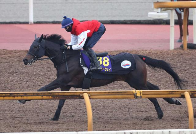 【天皇賞・春】(13)ミステリーウェイ　小林師「内を見ながら運べるのはいい」