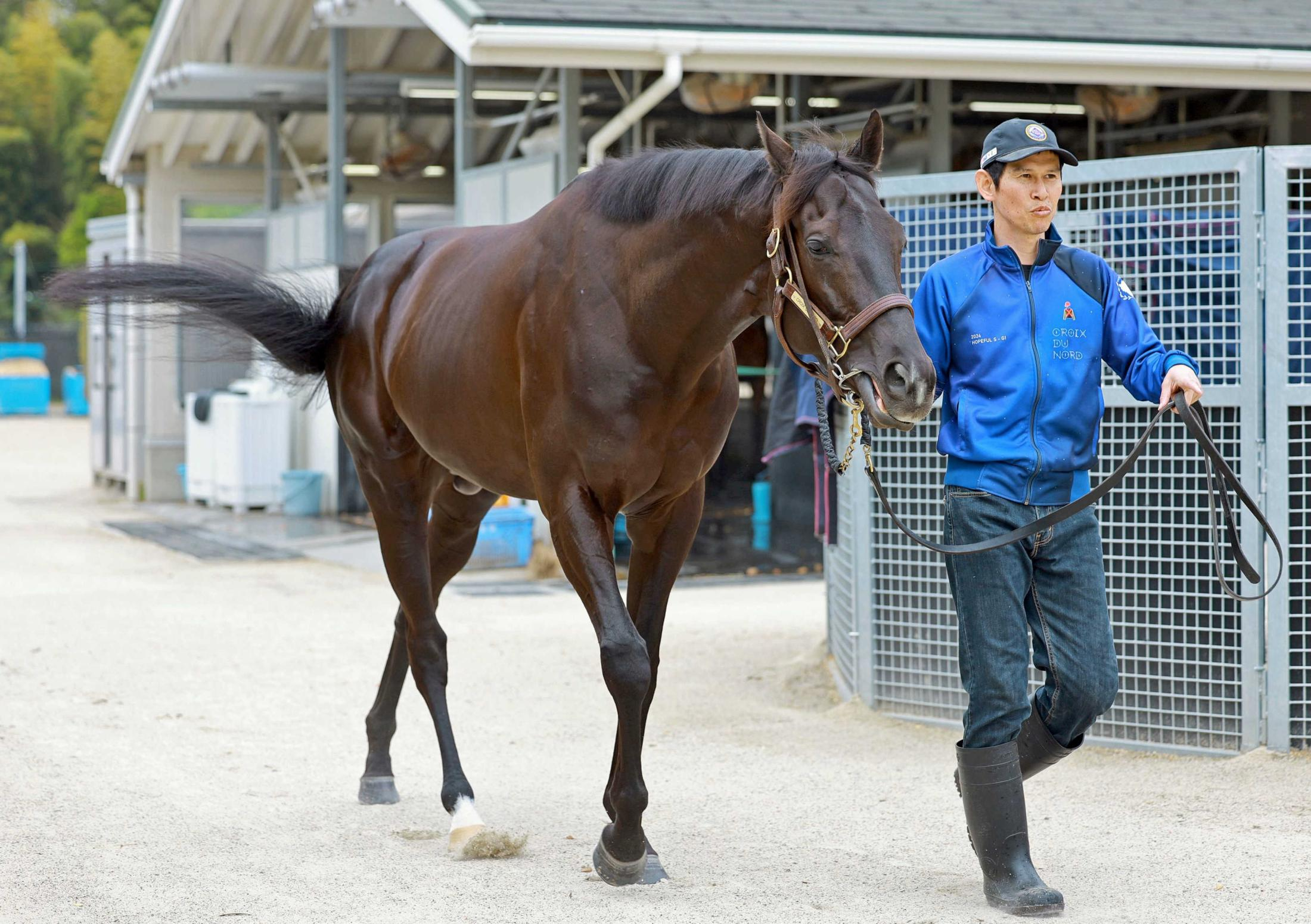 【天皇賞】クロワデュノール　Ｇ１・４勝目へ　４枠７番に斉藤崇師「いい所に入った」馬場不問も強調