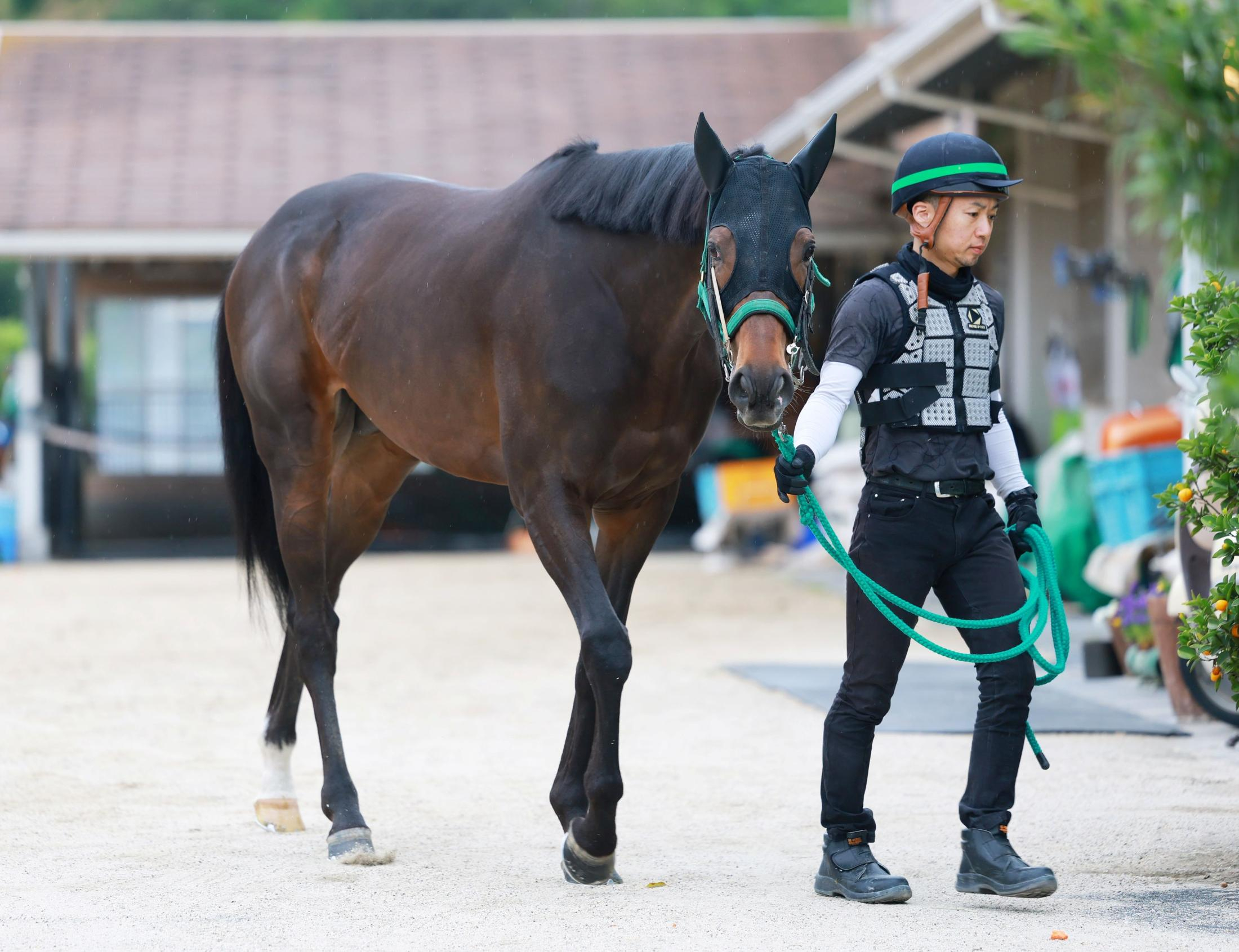 【天皇賞】タガノデュード　好天レース希望　宮師「距離は持って欲しい」