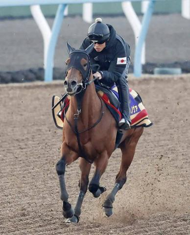 【かしわ記念】鬼門の周回コースを克服できるか…JRA王者コスタノヴァ陣営「質の良い稽古ができています」