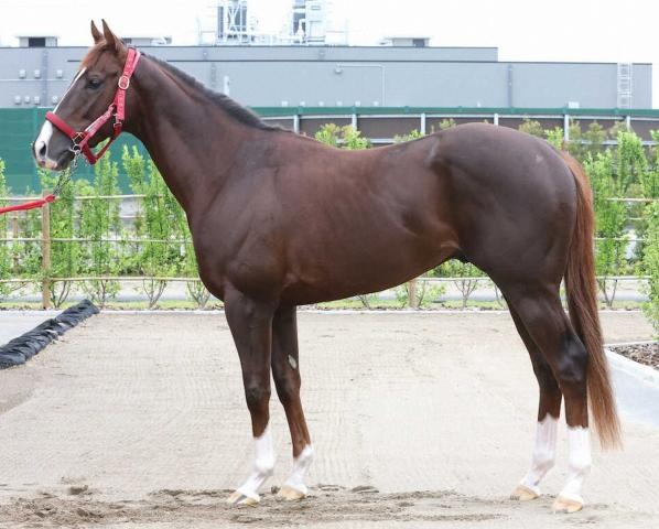 【NHKマイルC】フクチャンショウ　硬い芝で力発揮、良馬場を切望