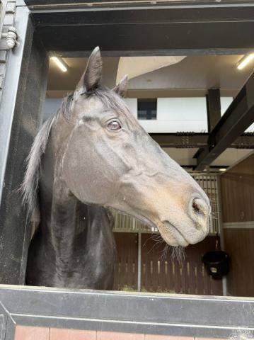 10年ダービー馬が凱旋!　エイシンフラッシュがNHKマイルC当日の10日に東京競馬場でファンにお披露目