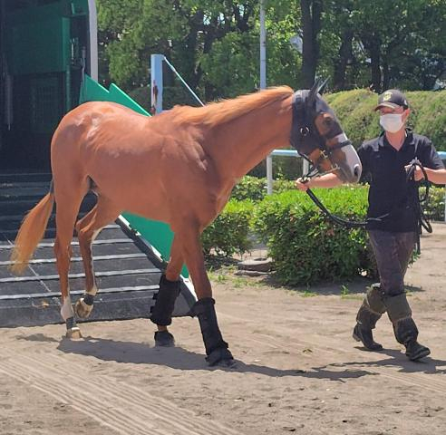 【NHKマイルC・土曜気配】ダイヤモンドノットが東京競馬場に到着　陣営「トラブルも渋滞もなく」あとは川田将雅騎手に託す構え