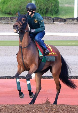 【G1・1週前まとめ】ココナッツブラウン4か月ぶり実戦も不安ない　上村調教師「動けている。1600メートルの方がしまいの脚を生かしやすい」