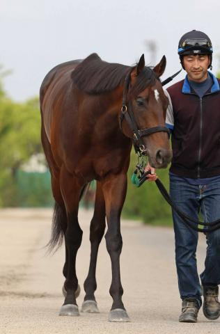 【新潟大賞典】武豊騎手背に2年ぶり実戦復帰のシュガークンに高まる周囲の期待!根拠は攻め馬の動き