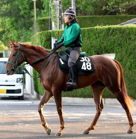 【注目馬動向】アーレムアレスは放牧でひと息入れる　橋口調教師「菊花賞には出走させたいです」