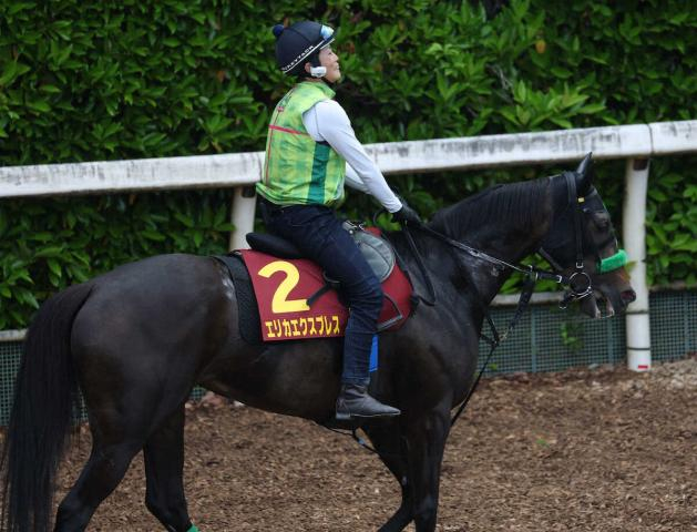 【ヴィクトリアM】エリカエクスプレス　坂路で最終追い　武豊「思ったより馬が落ち着いてくれている」