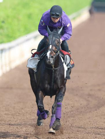 【ヴィクトリアM】カムニャックは坂路で軽快　友道調教師は東京替わりで前走首差のライバルと「もう少し差は縮まる」