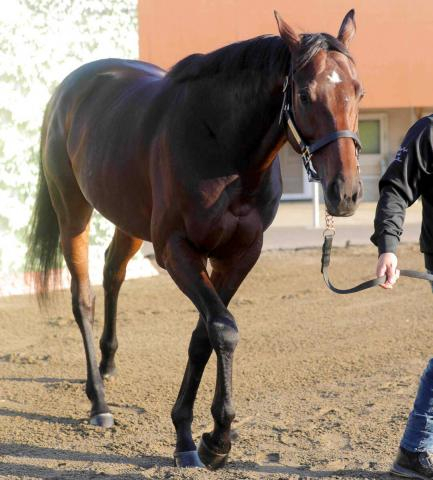 17年の日本ダービー馬レイデオロの母ラドラーダが今年1月に死んでいた　先週のエプソムCで孫のトロヴァトーレがV
