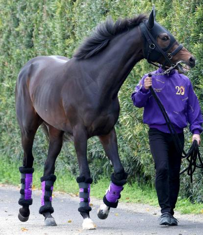 【注目馬動向】重賞2勝馬ショウヘイは札幌記念へ　友道調教師「合うと思います」　大阪杯10着から巻き返し狙う