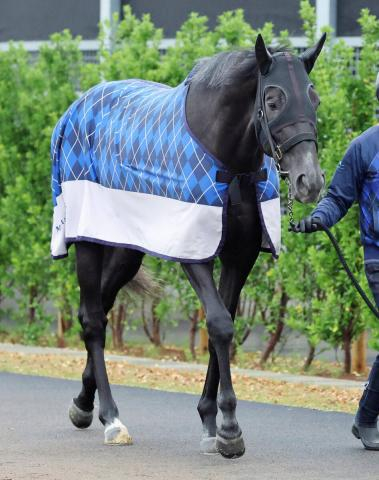 【日本ダービー・2週前】皐月賞12着から巻き返し狙うゾロアストロが2頭併せ　宮田調教師「息遣いがまだ本物では」