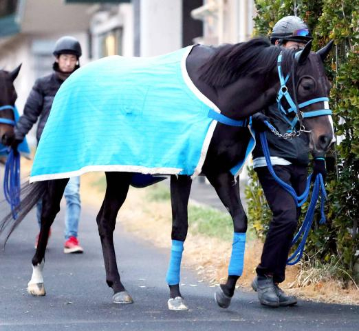 【岩田康誠の熱血!!競馬道】歩様の良さに好感触つかんだ新潟大賞典のアンゴラブラック　「今は状態がいい」
