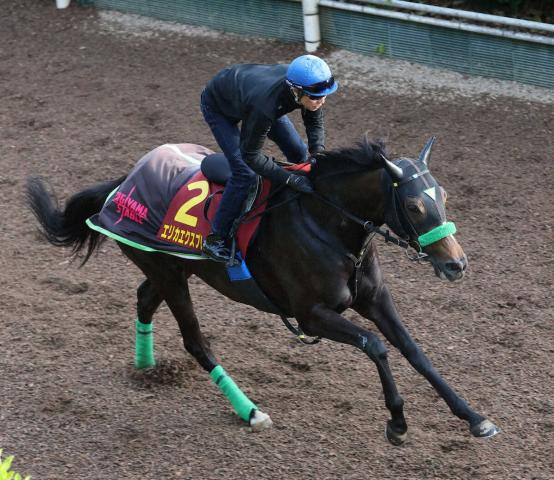 【ヴィクトリアM】(4)エリカエクスプレス　杉山晴師「内枠の偶数はいい」　コンビ継続の武豊に託す