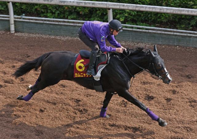 【ヴィクトリアM】(8)カムニャック　マイル心配ない　友道師「当日のテンションが鍵」